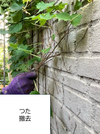 外壁に絡みついているつたを撤去していきます。